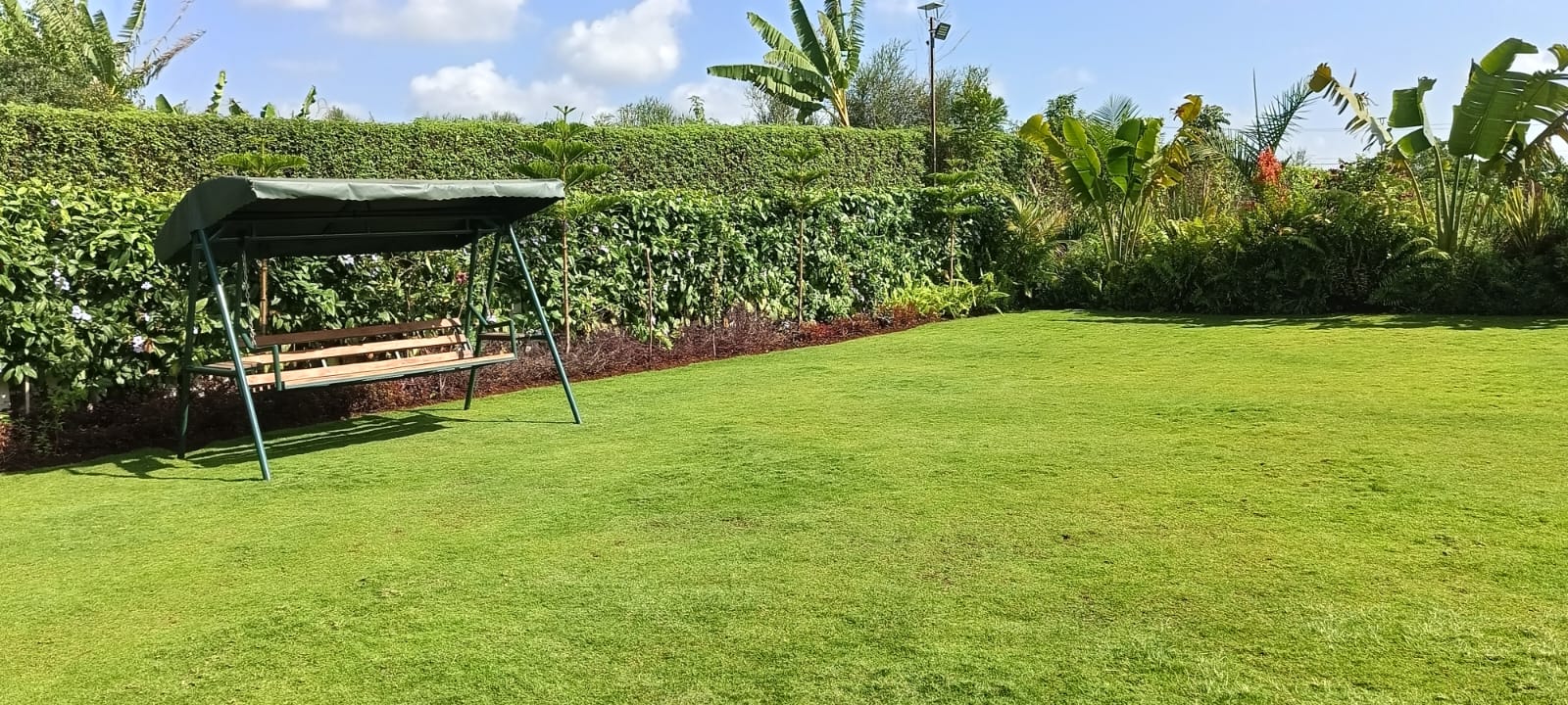 Garden swing seat beside a tall green hedge on the open lawn